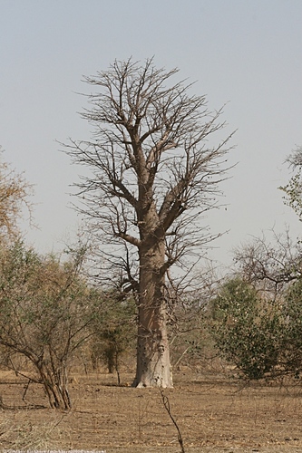 African baobab