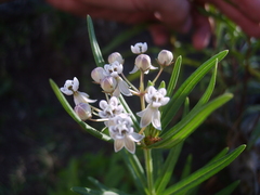 Asclepias mexicana