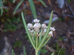Asclepias mexicana