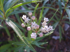 Asclepias mexicana