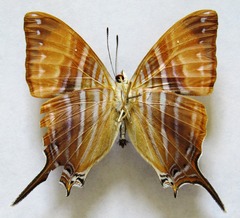 Marpesia marcella