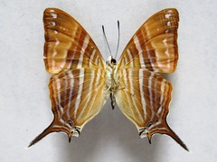Marpesia marcella