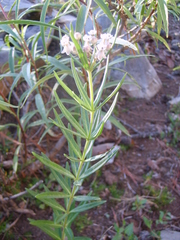 Asclepias mexicana