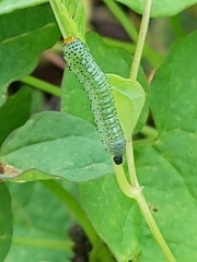Sphacophilus cellularis