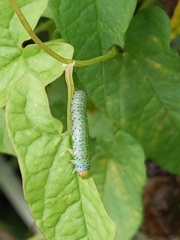 Sphacophilus cellularis