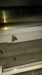 Eucarta virgo