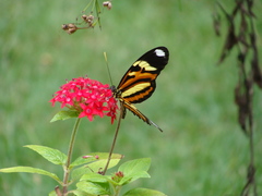 Heliconius ethilla