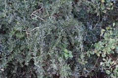 Azima tetracantha