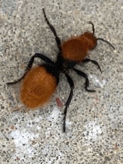 Dasymutilla calorata