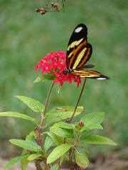 Heliconius ethilla
