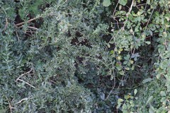 Azima tetracantha