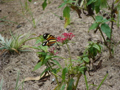 Heliconius ethilla