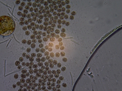 Microcystis