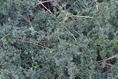 Azima tetracantha
