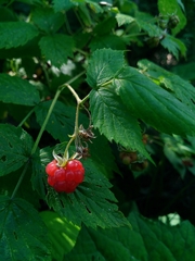 Rubus idaeus strigosus