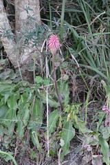 Veltheimia bracteata