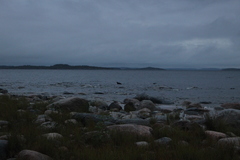 Pusa hispida ladogensis