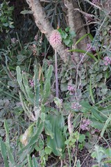 Veltheimia bracteata