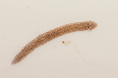 Girardia tigrina