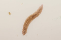 Girardia tigrina