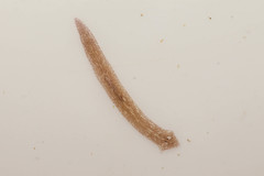 Girardia tigrina