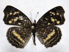 Anthanassa drusilla lelex