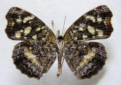 Anthanassa drusilla lelex