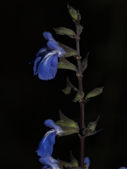 Salvia jaimehintoniana