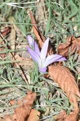 Colchicum montanum