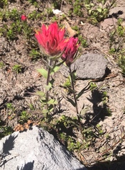 Castilleja parviflora oreopola