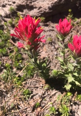 Castilleja parviflora oreopola