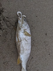 Umbrina roncador