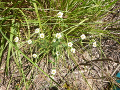 Euphorbia discoidalis
