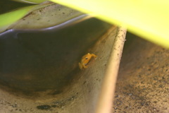 Anomaloglossus beebei