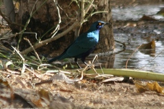 Lamprotornis chloropterus
