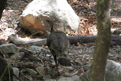 Meleagris gallopavo mexicana