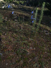 Salvia jaimehintoniana