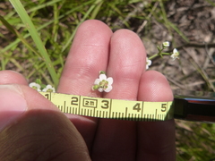 Euphorbia discoidalis