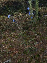 Salvia jaimehintoniana