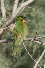 Merops pusillus pusillus