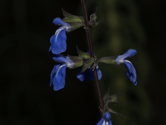 Salvia jaimehintoniana
