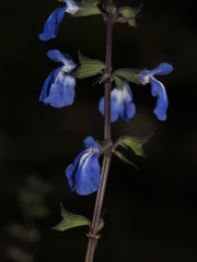 Salvia jaimehintoniana