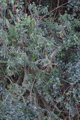 Euphorbia kraussiana