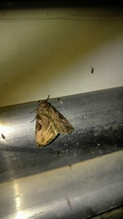 Eucarta virgo