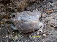Rhinophrynus dorsalis