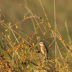 Polystictus pectoralis