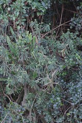 Euphorbia kraussiana