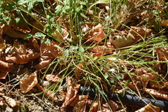 Carex divulsa divulsa