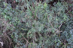 Euphorbia kraussiana