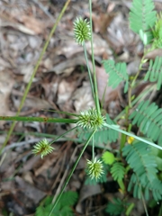 Cyperus retrorsus